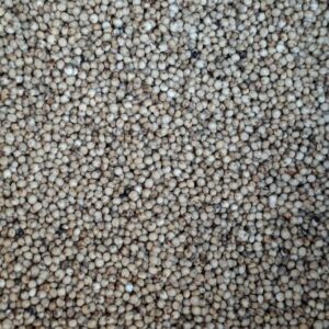 Sorgo białe 25 kg
